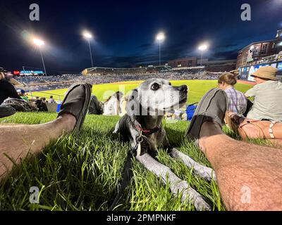 Durham, Caroline du Nord, États-Unis. 13th avril 2023. Les chiens et leurs humains aiment passer une nuit sur ''˜Home Run Hill' au Durham Bulls Athletic Park pour leur célèbre ''˜Bark in the Park'. 319 chiens ont assisté à l'événement, le premier de six cette année. L'événement a également servi d'avantage pour le plus ancien refuge de no-kill du triangle, l'adoption de PET de deuxième chance, amassant $1600. (Credit image: © Bob Karp/ZUMA Press Wire) USAGE ÉDITORIAL SEULEMENT! Non destiné À un usage commercial ! Banque D'Images