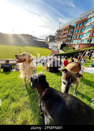 Durham, Caroline du Nord, États-Unis. 13th avril 2023. Les chiens et leurs humains aiment passer une nuit sur ''˜Home Run Hill' au Durham Bulls Athletic Park pour leur célèbre ''˜Bark in the Park'. 319 chiens ont assisté à l'événement, le premier de six cette année. L'événement a également servi d'avantage pour le plus ancien refuge de no-kill du triangle, l'adoption de PET de deuxième chance, amassant $1600. (Credit image: © Bob Karp/ZUMA Press Wire) USAGE ÉDITORIAL SEULEMENT! Non destiné À un usage commercial ! Banque D'Images