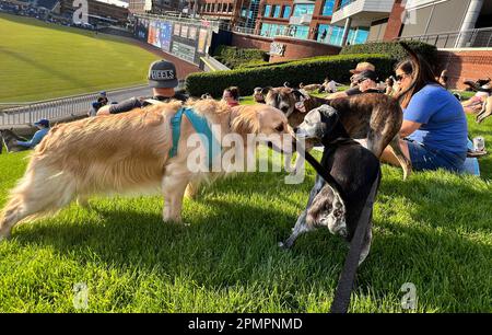 Durham, Caroline du Nord, États-Unis. 13th avril 2023. Les chiens et leurs humains aiment passer une nuit sur ''˜Home Run Hill' au Durham Bulls Athletic Park pour leur célèbre ''˜Bark in the Park'. 319 chiens ont assisté à l'événement, le premier de six cette année. L'événement a également servi d'avantage pour le plus ancien refuge de no-kill du triangle, l'adoption de PET de deuxième chance, amassant $1600. (Credit image: © Bob Karp/ZUMA Press Wire) USAGE ÉDITORIAL SEULEMENT! Non destiné À un usage commercial ! Banque D'Images