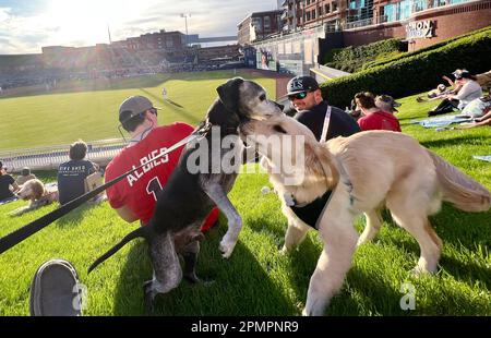 Durham, Caroline du Nord, États-Unis. 13th avril 2023. Les chiens et leurs humains aiment passer une nuit sur ''˜Home Run Hill' au Durham Bulls Athletic Park pour leur célèbre ''˜Bark in the Park'. 319 chiens ont assisté à l'événement, le premier de six cette année. L'événement a également servi d'avantage pour le plus ancien refuge de no-kill du triangle, l'adoption de PET de deuxième chance, amassant $1600. (Credit image: © Bob Karp/ZUMA Press Wire) USAGE ÉDITORIAL SEULEMENT! Non destiné À un usage commercial ! Banque D'Images