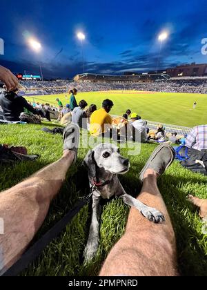 Durham, Caroline du Nord, États-Unis. 13th avril 2023. Les chiens et leurs humains aiment passer une nuit sur ''˜Home Run Hill' au Durham Bulls Athletic Park pour leur célèbre ''˜Bark in the Park'. 319 chiens ont assisté à l'événement, le premier de six cette année. L'événement a également servi d'avantage pour le plus ancien refuge de no-kill du triangle, l'adoption de PET de deuxième chance, amassant $1600. (Credit image: © Bob Karp/ZUMA Press Wire) USAGE ÉDITORIAL SEULEMENT! Non destiné À un usage commercial ! Banque D'Images