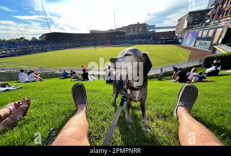 Durham, Caroline du Nord, États-Unis. 13th avril 2023. Les chiens et leurs humains aiment passer une nuit sur ''˜Home Run Hill' au Durham Bulls Athletic Park pour leur célèbre ''˜Bark in the Park'. 319 chiens ont assisté à l'événement, le premier de six cette année. L'événement a également servi d'avantage pour le plus ancien refuge de no-kill du triangle, l'adoption de PET de deuxième chance, amassant $1600. (Credit image: © Bob Karp/ZUMA Press Wire) USAGE ÉDITORIAL SEULEMENT! Non destiné À un usage commercial ! Banque D'Images