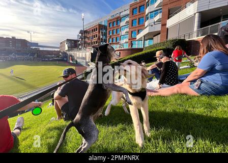 Durham, Caroline du Nord, États-Unis. 13th avril 2023. Les chiens et leurs humains aiment passer une nuit sur ''˜Home Run Hill' au Durham Bulls Athletic Park pour leur célèbre ''˜Bark in the Park'. 319 chiens ont assisté à l'événement, le premier de six cette année. L'événement a également servi d'avantage pour le plus ancien refuge de no-kill du triangle, l'adoption de PET de deuxième chance, amassant $1600. (Credit image: © Bob Karp/ZUMA Press Wire) USAGE ÉDITORIAL SEULEMENT! Non destiné À un usage commercial ! Banque D'Images