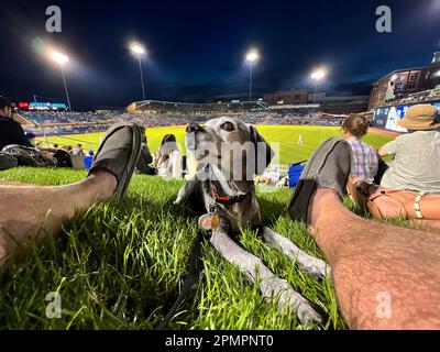 Durham, Caroline du Nord, États-Unis. 13th avril 2023. Les chiens et leurs humains aiment passer une nuit sur ''˜Home Run Hill' au Durham Bulls Athletic Park pour leur célèbre ''˜Bark in the Park'. 319 chiens ont assisté à l'événement, le premier de six cette année. L'événement a également servi d'avantage pour le plus ancien refuge de no-kill du triangle, l'adoption de PET de deuxième chance, amassant $1600. (Credit image: © Bob Karp/ZUMA Press Wire) USAGE ÉDITORIAL SEULEMENT! Non destiné À un usage commercial ! Banque D'Images