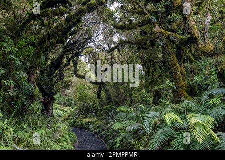 Troncs torsadés d'arbres kamahi dans la forêt de Goblin, parc national d'Egmont, Île du Nord, Nouvelle-Zélande Banque D'Images