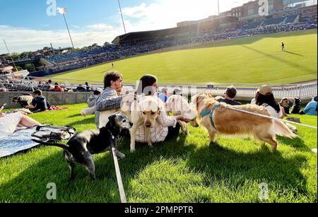 Durham, Caroline du Nord, États-Unis. 13th avril 2023. Les chiens et leurs humains aiment passer une nuit sur ''˜Home Run Hill' au Durham Bulls Athletic Park pour leur célèbre ''˜Bark in the Park'. 319 chiens ont assisté à l'événement, le premier de six cette année. L'événement a également servi d'avantage pour le plus ancien refuge de no-kill du triangle, l'adoption de PET de deuxième chance, amassant $1600. (Credit image: © Bob Karp/ZUMA Press Wire) USAGE ÉDITORIAL SEULEMENT! Non destiné À un usage commercial ! Banque D'Images