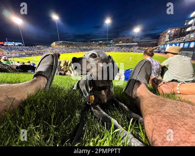 Durham, Caroline du Nord, États-Unis. 13th avril 2023. Les chiens et leurs humains aiment passer une nuit sur ''˜Home Run Hill' au Durham Bulls Athletic Park pour leur célèbre ''˜Bark in the Park'. 319 chiens ont assisté à l'événement, le premier de six cette année. L'événement a également servi d'avantage pour le plus ancien refuge de no-kill du triangle, l'adoption de PET de deuxième chance, amassant $1600. (Credit image: © Bob Karp/ZUMA Press Wire) USAGE ÉDITORIAL SEULEMENT! Non destiné À un usage commercial ! Banque D'Images