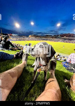 Durham, Caroline du Nord, États-Unis. 13th avril 2023. Les chiens et leurs humains aiment passer une nuit sur ''˜Home Run Hill' au Durham Bulls Athletic Park pour leur célèbre ''˜Bark in the Park'. 319 chiens ont assisté à l'événement, le premier de six cette année. L'événement a également servi d'avantage pour le plus ancien refuge de no-kill du triangle, l'adoption de PET de deuxième chance, amassant $1600. (Credit image: © Bob Karp/ZUMA Press Wire) USAGE ÉDITORIAL SEULEMENT! Non destiné À un usage commercial ! Banque D'Images