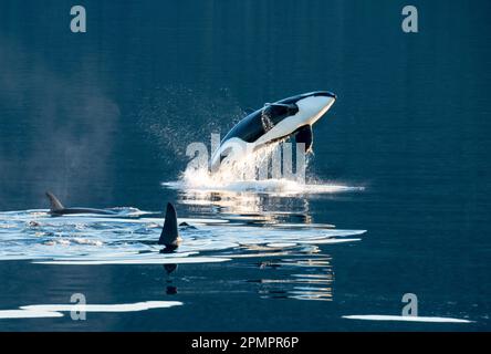 Épaulards, ou orques (Orcinus Orca) sautant et nageant dans Frederick Sound, Inside passage, Alaska, États-Unis ; Alaska, États-Unis d'Amérique Banque D'Images