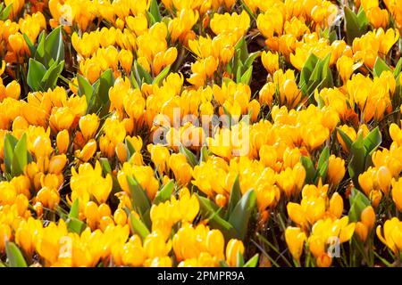 Amsterdam, pays-Bas, 23 mars 2023 : l'ouverture annuelle des jardins de Keukenhof a commencé, avec des bulbes de printemps incluant ces tu densément plantées Banque D'Images