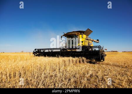 Une moissonneuse-batteuse récoltant une récolte mixte d'avoine et d'orge à l'automne ; Alcomdale, Alberta, Canada Banque D'Images