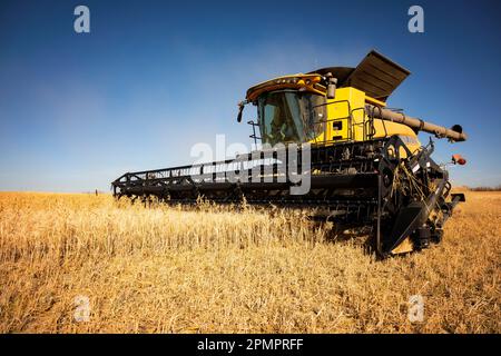 Une moissonneuse-batteuse récoltant une récolte mixte d'avoine et d'orge à l'automne ; Alcomdale, Alberta, Canada Banque D'Images