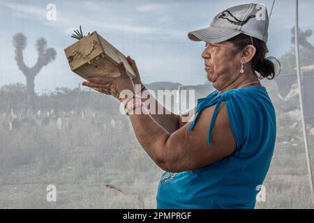 Femme dans une entreprise de culture de cactus tient un planteur en bois avec un cactus qui pousse dedans ; Matehuala, Mexique Banque D'Images