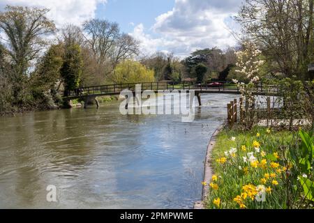 Vue printanière de la passerelle au-dessus de la Tamise lors d'une journée ensoleillée à Sonning-on-Thames, Berkshire, Angleterre, Royaume-Uni, avec des jonquilles en fleur Banque D'Images