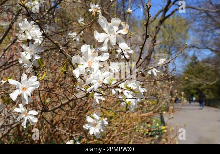 Magnolia kobus en pleine floraison dans Central Park le jour ensoleillé du printemps. New York Banque D'Images