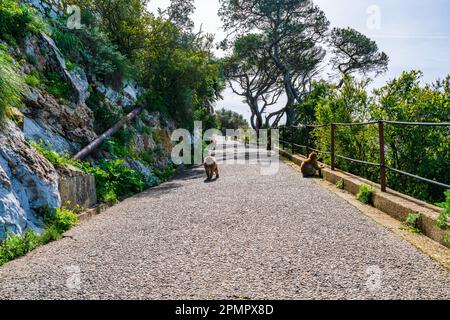 Des macaques de Barbarie sauvages sur un chemin dans la réserve naturelle de Gibraltar sur le rocher supérieur. ROYAUME-UNI Banque D'Images