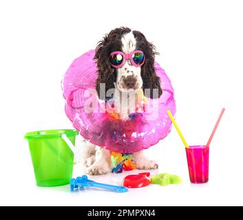 Cocker Anglais in front of white background Banque D'Images