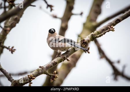 Bullfinch femelle (Pyrrhula pyrrhula) Banque D'Images