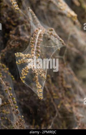 Photo macro de la bande larvaire de la Moth Ermine dans une brousse Banque D'Images