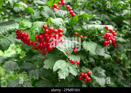 Des baies rouges de viburnum ou de guelder se sont roses sur une branche. Banque D'Images