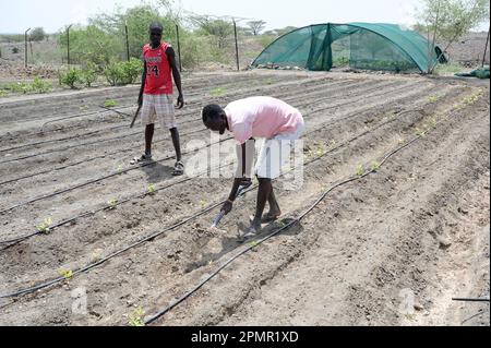 KENYA, Turkana, village Nariokotome, adaptation du changement climatique, sécheresse, de l'élevage de bétail à l'agriculteur, les gens commencent l'agriculture avec irrigation goutte à goutte / KENIA, Turkana, Dorf Nariokotome, Dürer, Anpassung an den Klimawandel, vom Viehhirten zum Accurbauern, Landwirtpfäbärm Tröscheng mit Tröbäbäscheng Banque D'Images