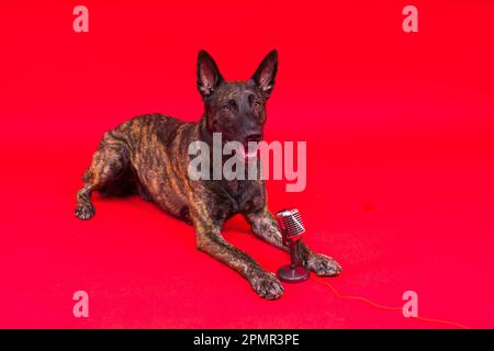 Mignon chien chantant berger hollandais dans un studio rouge jaune fond Banque D'Images