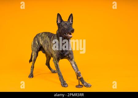 Mignon chien chantant berger hollandais dans un studio rouge jaune fond Banque D'Images