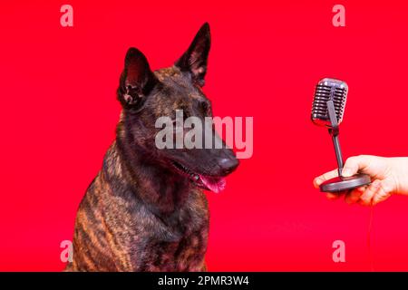 Mignon chien chantant berger hollandais dans un studio rouge jaune fond Banque D'Images