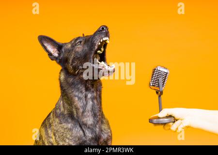 Mignon chien chantant berger hollandais dans un studio rouge jaune fond Banque D'Images