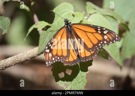 Papillon monarque Banque D'Images