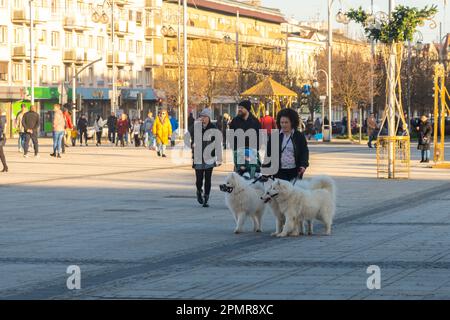 Czestochowa, Pologne - 01 janvier 2023 : trois chiens blancs Samoyés en plomb à Echo point. Enimal Banque D'Images