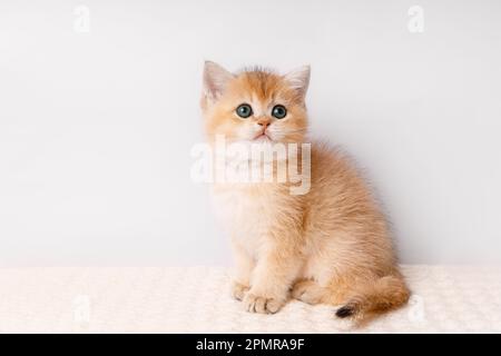 Mignon jeune chaton écossais droit or ombré chinchilla Banque D'Images