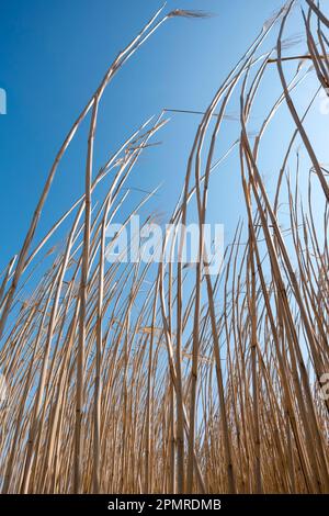 Roseau chinois géant (Miscanthus x giganteus), ou herbe d'éléphant, Rhénanie-Palatinat, Allemagne Banque D'Images