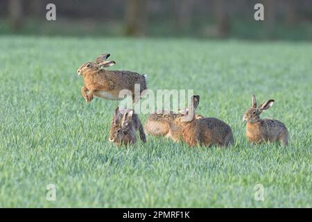 Lièvre d'Europe (Lepus europaeus) Banque D'Images