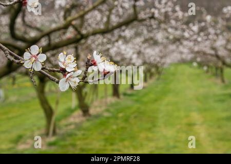 Abricot (Prunus armeniaca) dans la région de Wachau Banque D'Images