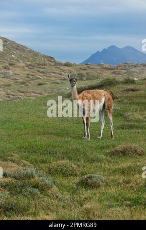 Guanaco (Llama guanicoe), parc national Torres del Paine, Patagonie chilienne, Chili Banque D'Images