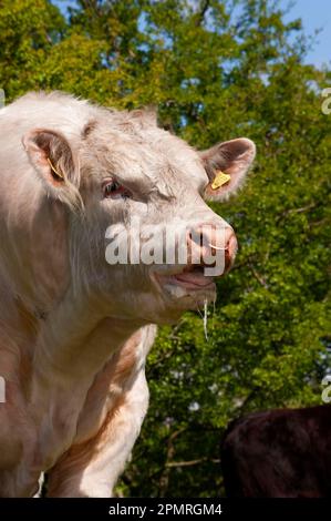 Bovins domestiques, Charolais, taureau, roar, gros plan de la tête, Angleterre, Royaume-Uni Banque D'Images