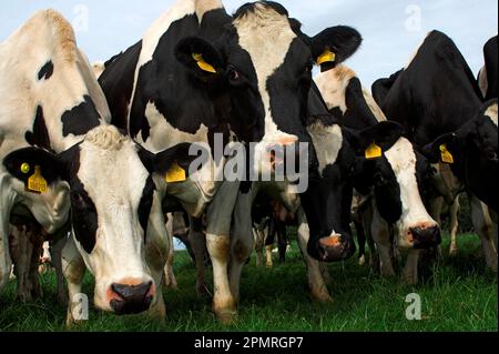 Bovins domestiques, vaches frisonnes Holstein, se rassemblant et montrant la curiosité, Angleterre, Grande-Bretagne Banque D'Images