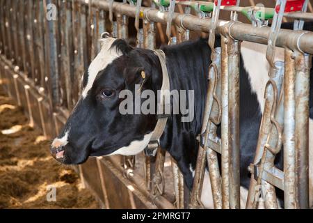 Bovins domestiques, génisses laitières Holstein, collier de cou avec transpondeur, Lochmaben, Lockerbie, Dumfries et Galloway, Écosse, Royaume-Uni Banque D'Images