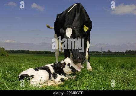 Bétail domestique, Holstein Friesian, vache léchant nouveau-né veau, couché dans le champ, Carlisle, Cumbria, Angleterre, Grande-Bretagne Banque D'Images