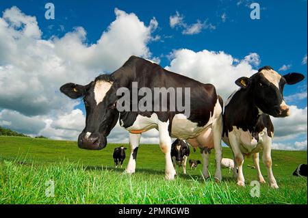 Bovins domestiques, vaches Holstein, debout sur pâturage, Cumbria, Angleterre, été Banque D'Images