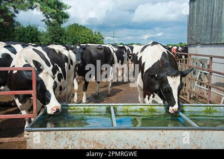 Bovins domestiques, vaches Holstein, troupeau buvant à partir de la cuvette d'eau, Cheshire, Angleterre, Royaume-Uni Banque D'Images