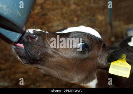 Bétail domestique, Holstein Frise veau, lait jeunes animaux boire du lait de trayon artificiel, Angleterre, Grande-Bretagne Banque D'Images