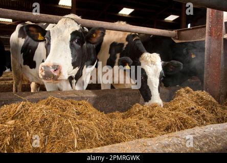 Bovins domestiques, vaches Holstein, alimentation TMR (ration mixte totale) à partir de la cuvette en béton, Stoke-on-Trent, Staffordshire, Angleterre, hiver Banque D'Images