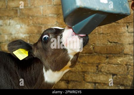 Bétail domestique, Holstein Frise veau, lait jeunes animaux boire du lait de trayon artificiel, Angleterre, Grande-Bretagne Banque D'Images