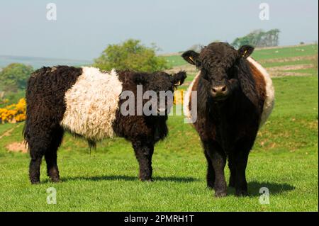 Bétail domestique, Galloway Belted, jeune, debout sur les pâturages, North Yorkshire, Angleterre, Grande-Bretagne Banque D'Images