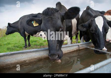 Bovins domestiques, vaches laitières Holstein, troupeau buvant à partir de la cuvette d'eau dans les pâturages, Cheshire, Angleterre, Royaume-Uni Banque D'Images