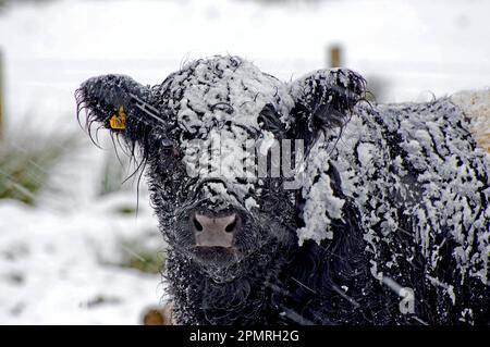 Bétail domestique, Galloway Belted, adulte, gros plan de la tête, recouvert de neige, Slaidburn, Lancashire, Angleterre, hiver Banque D'Images