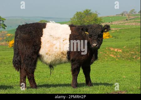 Bétail domestique, Galloway Belted, jeune taureau, debout sur les pâturages, North Yorkshire, Angleterre, Grande-Bretagne Banque D'Images