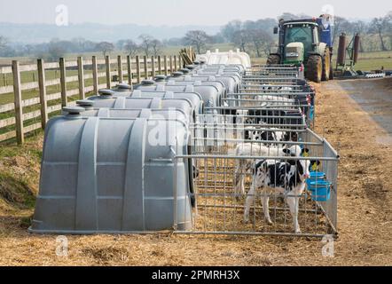 Bovins domestiques, veaux laitiers Holstein, debout dans des hutches de veau en plastique sur une ferme laitière, Lancashire, Angleterre, Royaume-Uni Banque D'Images